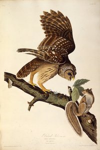 Il gufo barrato. Da Gli uccelli d