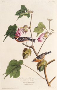 La parula petto castano. Da Gli uccelli d