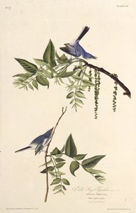 Il pigliamosche blu-grigio. Da Gli Uccelli d