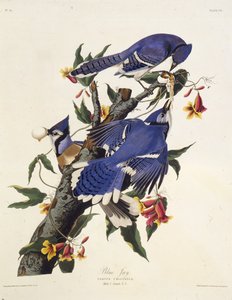 La ghiandaia azzurra. Da Gli Uccelli d