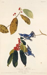 La parula cerulea. Da Gli uccelli d