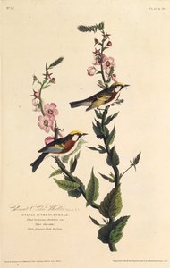 La parula dai fianchi castani. Da Gli uccelli d