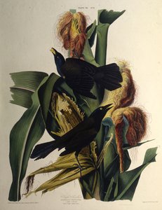 Il merlo comune. Da Gli Uccelli d