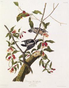 Il picchio villoso. Da Gli uccelli d