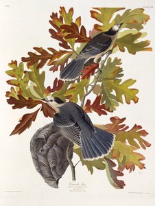 La ghiandaia grigia. Da Gli uccelli d