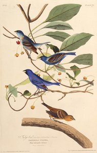Gli uccelli indaco. Da Gli Uccelli d
