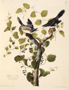Il lanario. Da Gli uccelli d