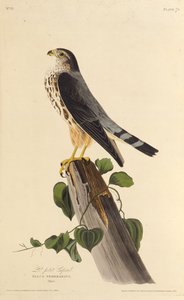 Il merlino. Da Gli uccelli d