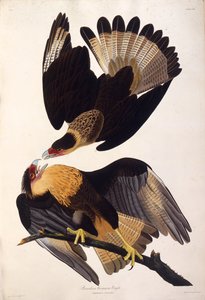Il caracara crestato settentrionale. Da Gli uccelli d