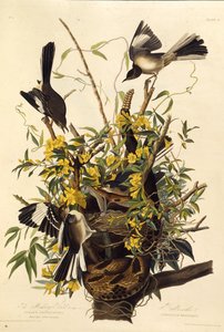 Il tordo beffeggiatore settentrionale. Da Gli Uccelli d