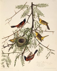 Il rigogolo del frutteto. Da Gli Uccelli d