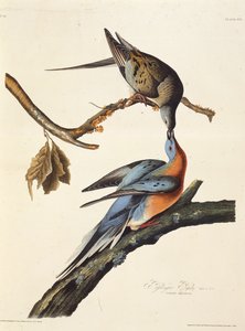 Il piccione viaggiatore. Da Gli Uccelli d
