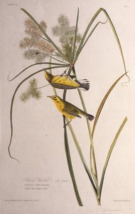 La parula delle praterie. Da The Birds of America, 1827-1838 da John James Audubon