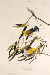Il parulide prothonotary. Da The Birds of America, 1827-1838 da John James Audubon