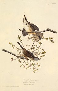 Il passero canoro (da The Birds of America, 1827-1838) da John James Audubon