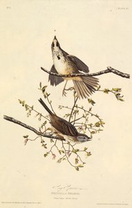 Il passero canterino. Da Gli uccelli d