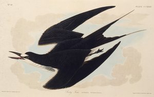 La sterna fuligginosa. Da The Birds of America, 1827-1838