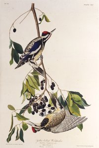 Il picchio dal ventre giallo. Da Gli uccelli d
