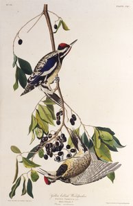 Il picchio dal ventre giallo. Da Gli uccelli d