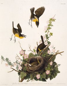 Il chiacchierino dal petto giallo. Da Gli Uccelli d