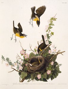 Il chiacchierone dal petto giallo. Da Gli uccelli d