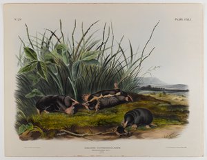 Talpa-toporagno di Townsend da John James Audubon