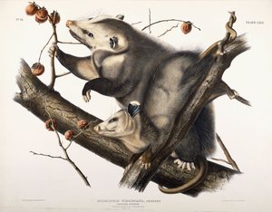 Opossum della Virginia, 1845 da John James Audubon