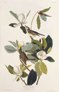 Warbling Flycatcher. Da The Birds of America da John James Audubon