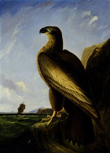 Aquila di mare di Washington da John James Audubon