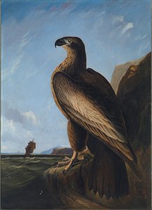 Aquila marina di Washington, ca. 1836-1839 da John James Audubon