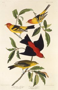 Tanager occidentale. Tanager scarlatto. Da Gli uccelli d
