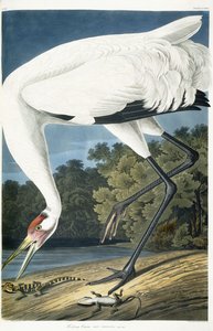 Gru americana, maschio adulto, 1834 da John James Audubon