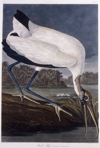 Ibis del legno