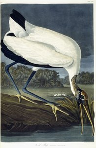 Ibis del legno, 1834