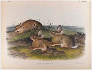 Lepre di assenzio da John James Audubon