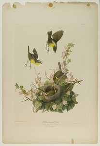 Chat dal petto giallo, stampata da Julien Bien e pubblicata da Roe Lockwood & Son, 1861 da John James Audubon