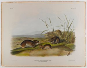 Topo di prato dalle guance gialle da John James Audubon