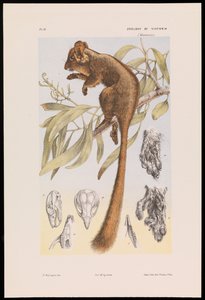 Opossum di Leadbeater, Gymnobelideus leadbeateri da John James Wild