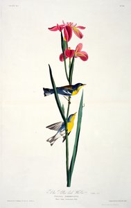 Parula dal dorso giallo-blu, da Uccelli d