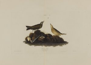 Allodola bruna, da Uccelli d
