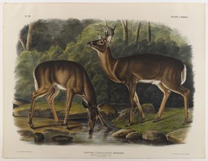 Cervo comune o della Virginia, inciso da John T. Bowen (1801-c.1856) 1848