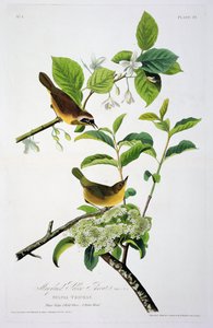 La gola gialla del Maryland, da Birds of America, inciso da Robert Havell (1793-1878) da John James after Audubon