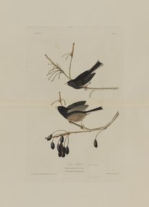 Uccello della neve, da Birds of America, inciso da Robert Havell (1793-1878) da John James after Audubon