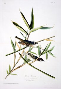 Il pigliamosche solitario, da Birds of America, inciso da Robert Havell (1793-1878) da John James after Audubon
