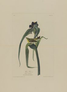 Vireo di Viger, da Uccelli d