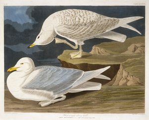 Gabbiano argentato dalle ali bianche, inciso da Robert Havell, Jr., 1835 (incisione colorata a mano) da John James after Audubon