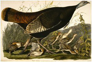 Tacchino selvatico, inciso da William Home Lizars da John James after Audubon