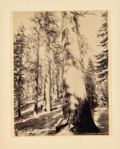Grandi alberi, Mariposa, California da John K. Hillers
