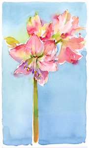 Amaryllis con sfondo acquamarina