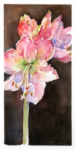 Amaryllis con sfondo marrone da John Keeling